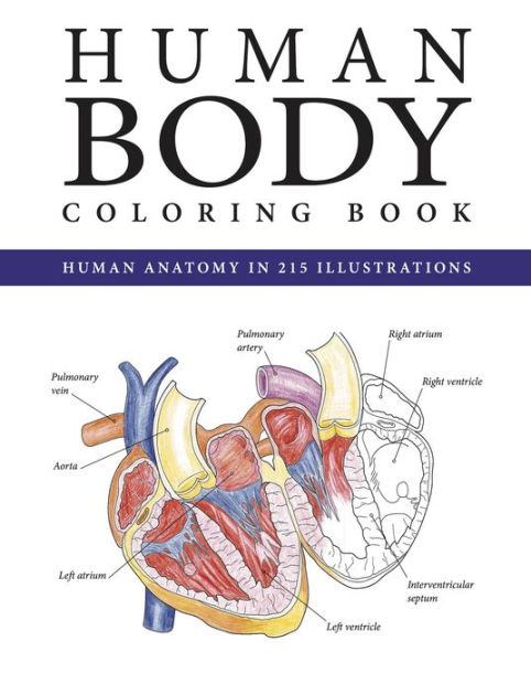 The human body coloring book by peter abrahams paperback barnes noble