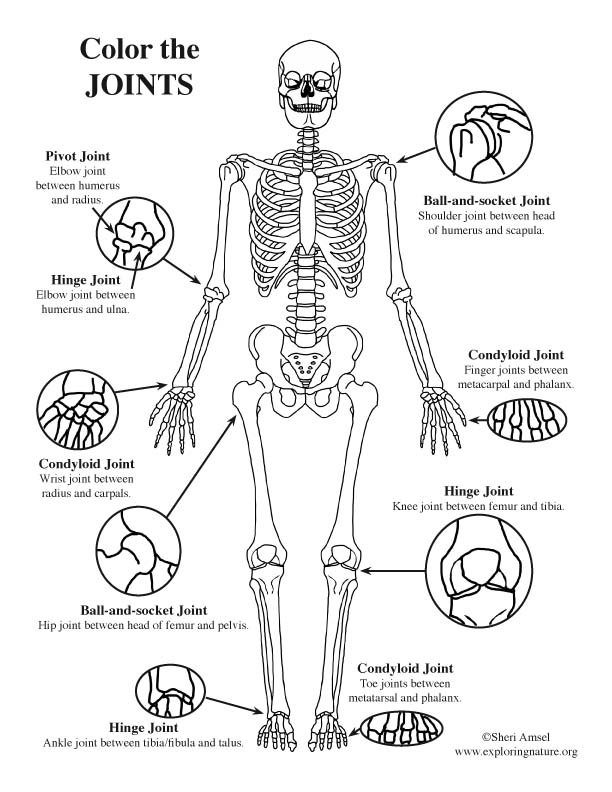 Joints of the body advanced coloring page