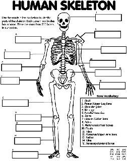 Human body free coloring pages