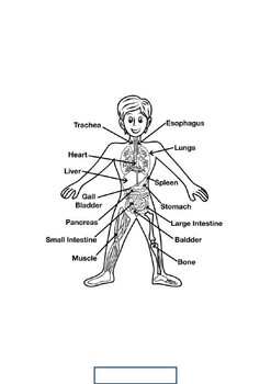 Human body systems coloring pages pdf by science and stories