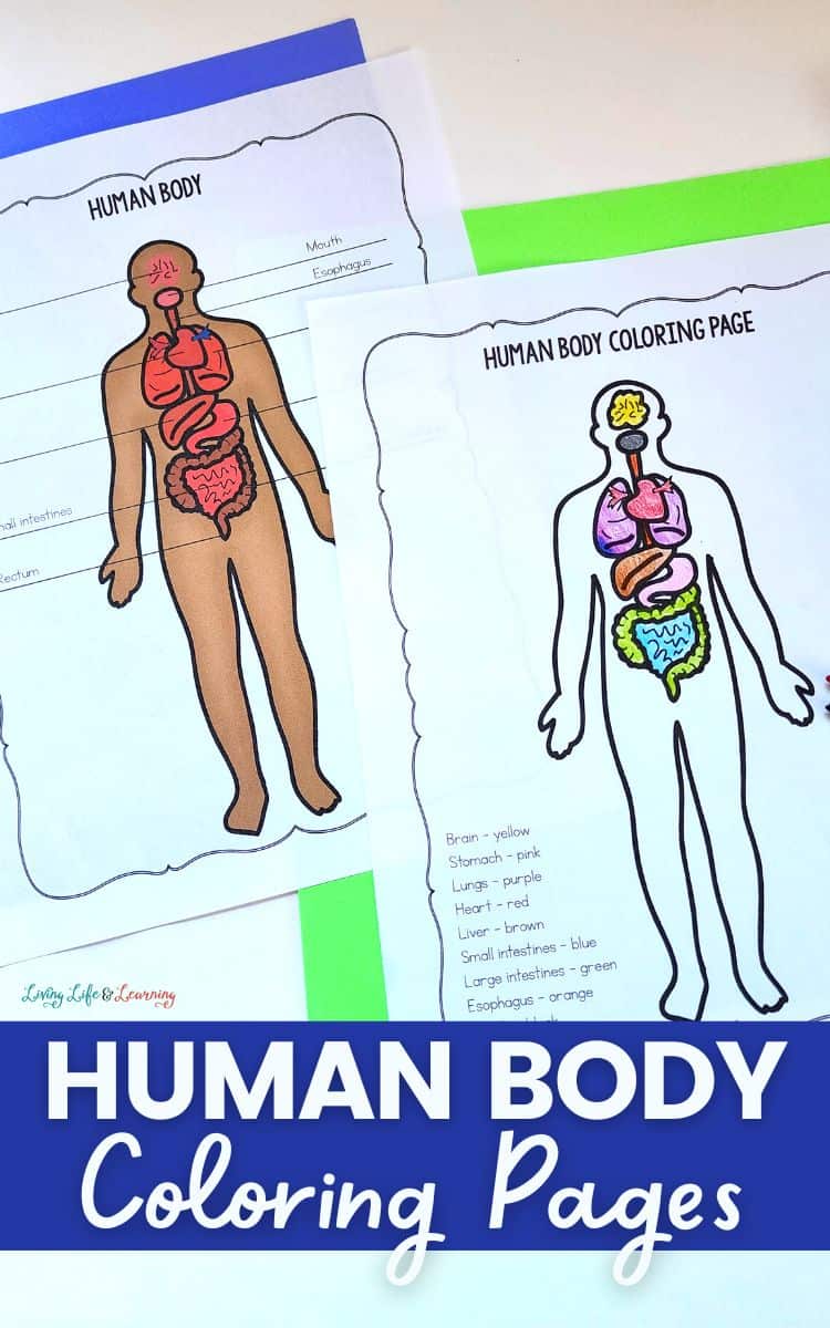 Human body coloring pages