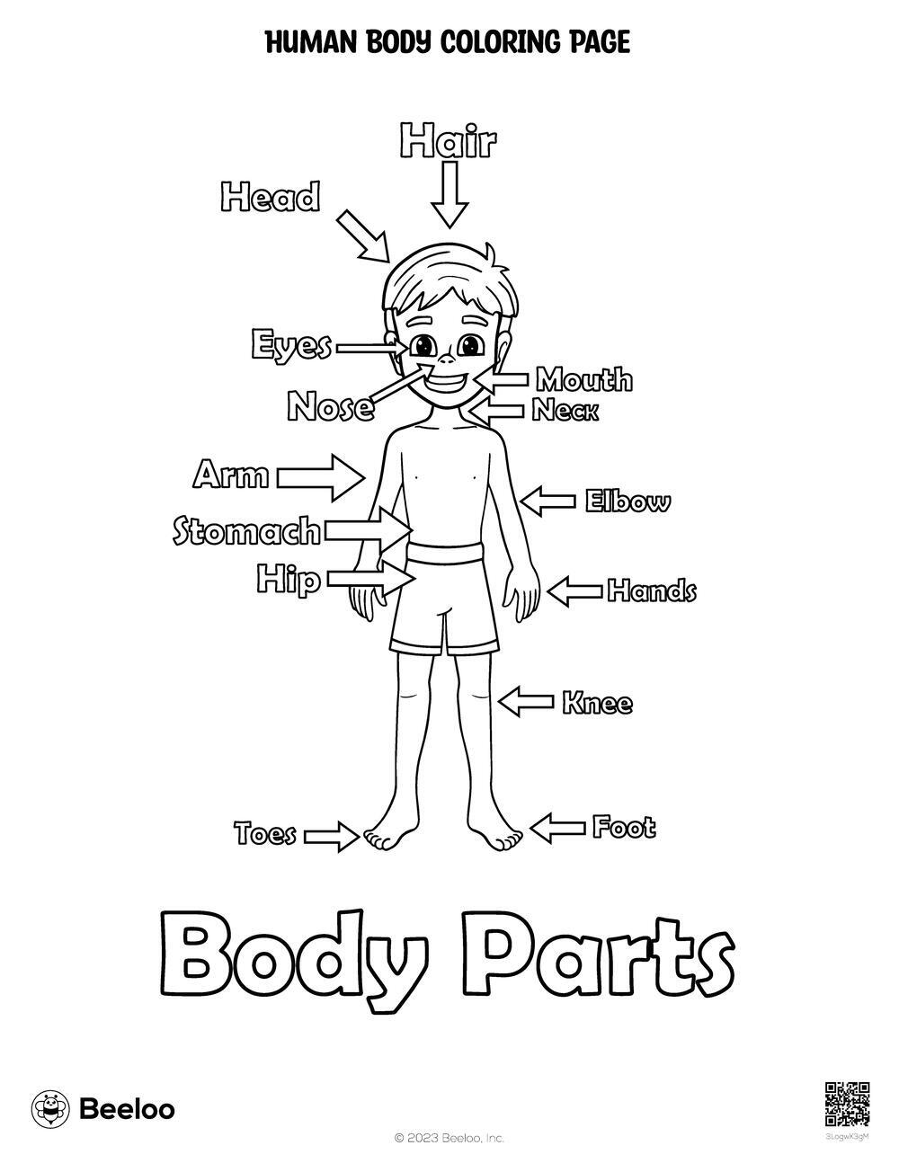 Human body