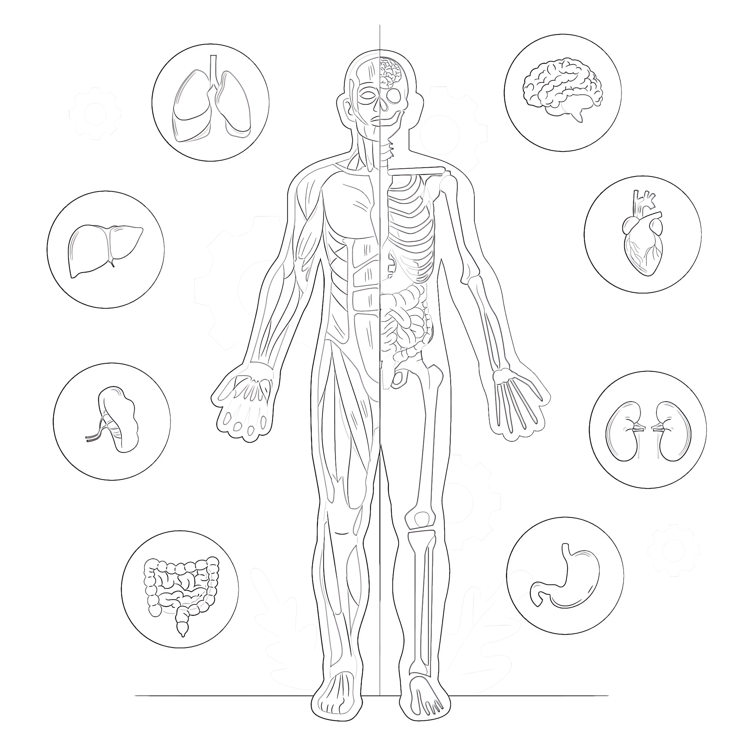 Body anatomy coloring page