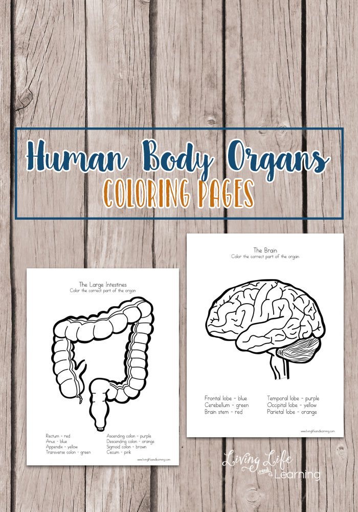 Free human body organs coloring worksheets