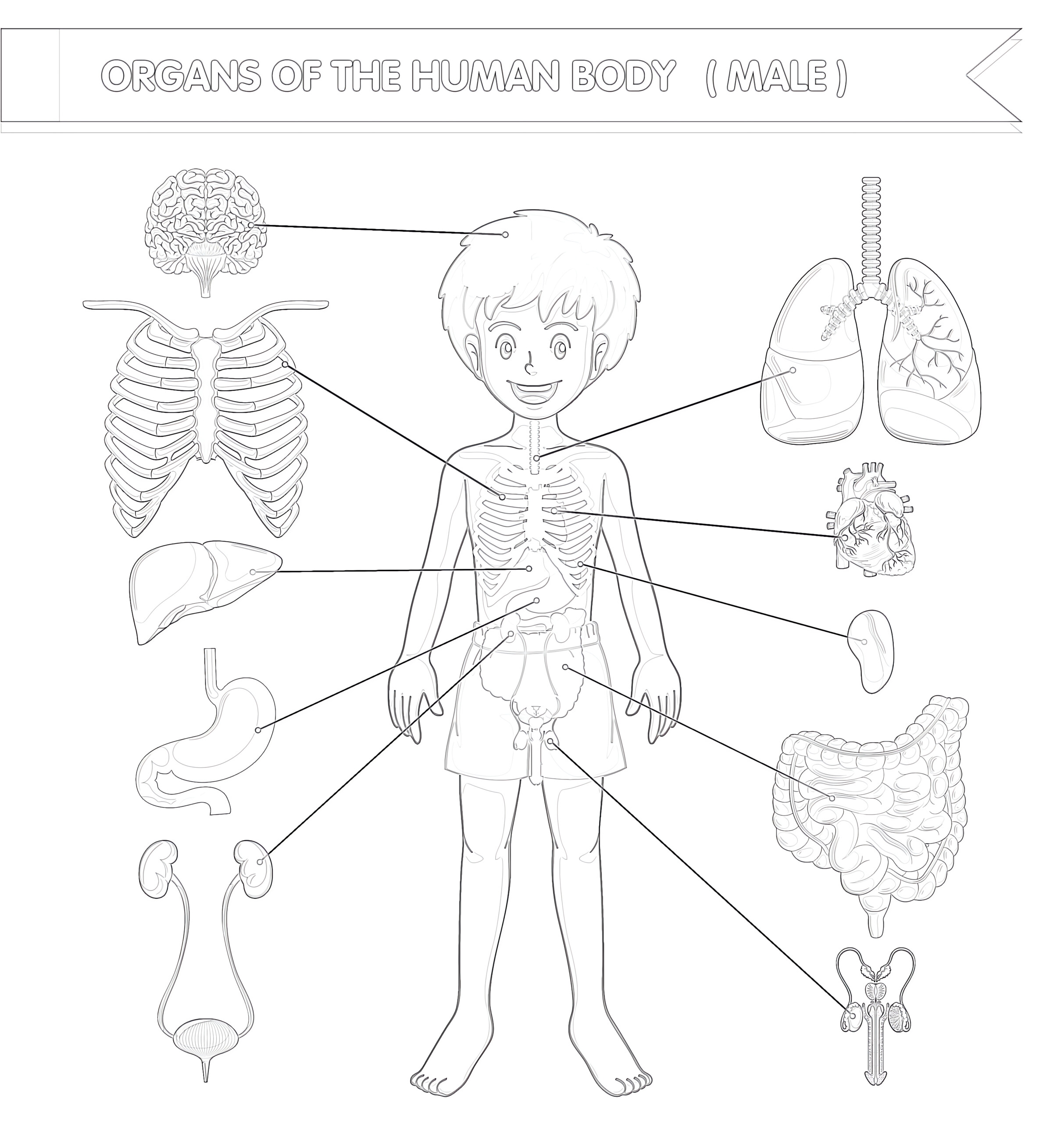 Body structure boy coloring page