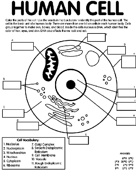 Human cell coloring page