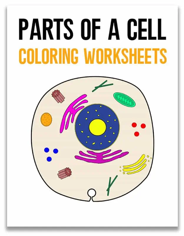 Free cells coloring worksheet and flash cards