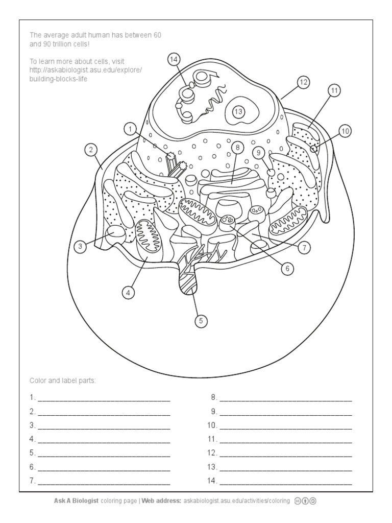 Animal cell with answer key pdf pdf