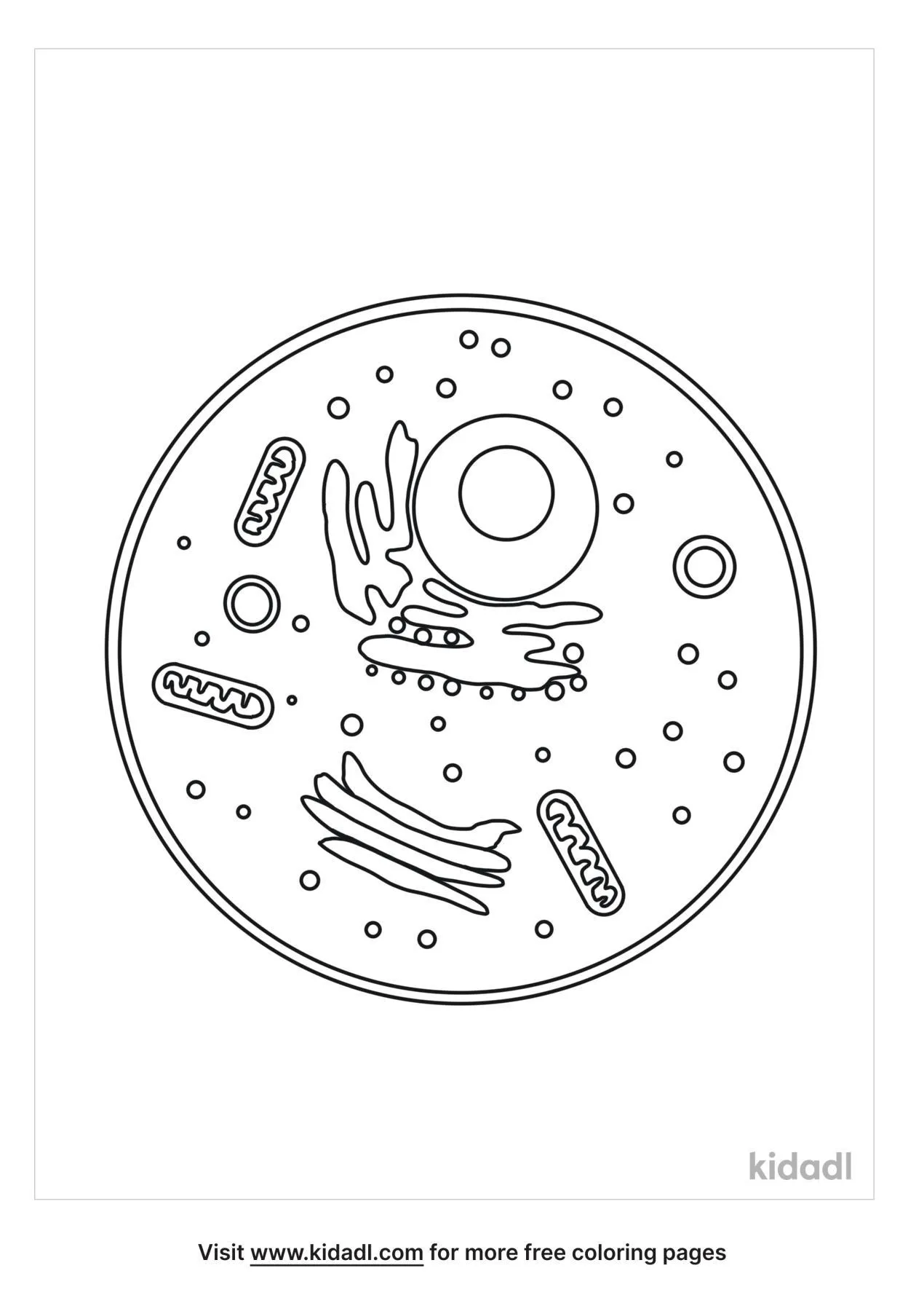 Free anatomy of a cell coloring page coloring page printables