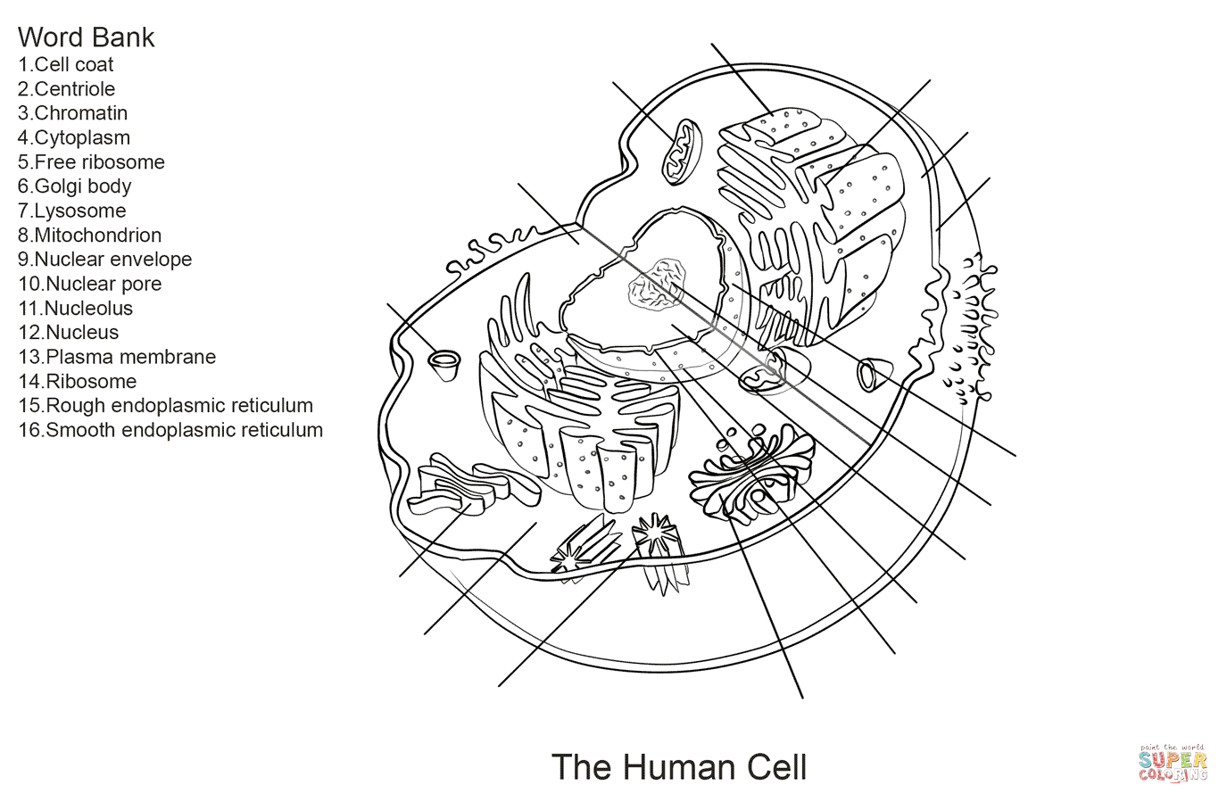 Human cell worksheet coloring page from anatomy category select from printable crafts of cartooâ anatomy coloring book cells worksheet human cell diagram