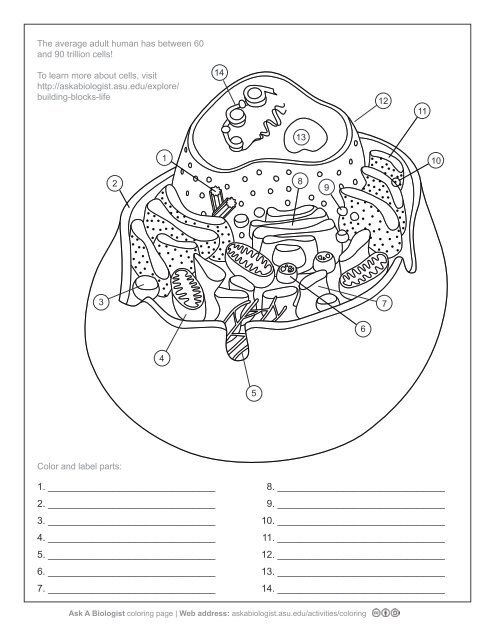 Animal cell pdf