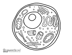 Cell coloring page