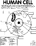 Human cell