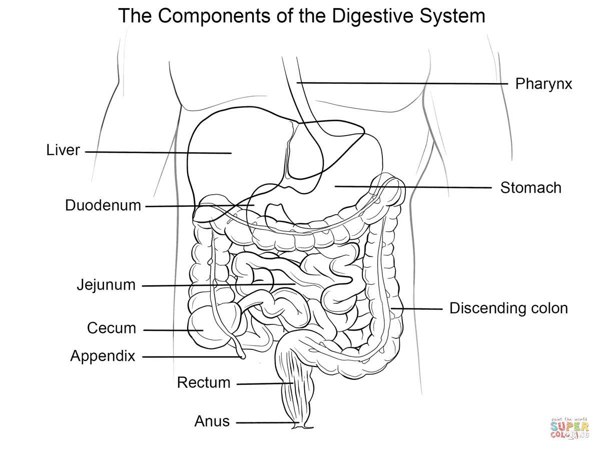 Human digestive system coloring page free printable coloring pages