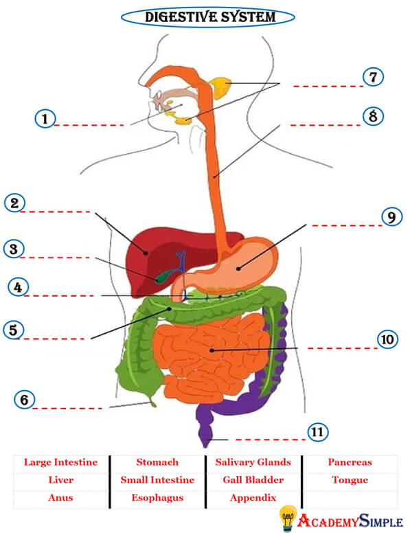 Human organs digestive system organs worksheet