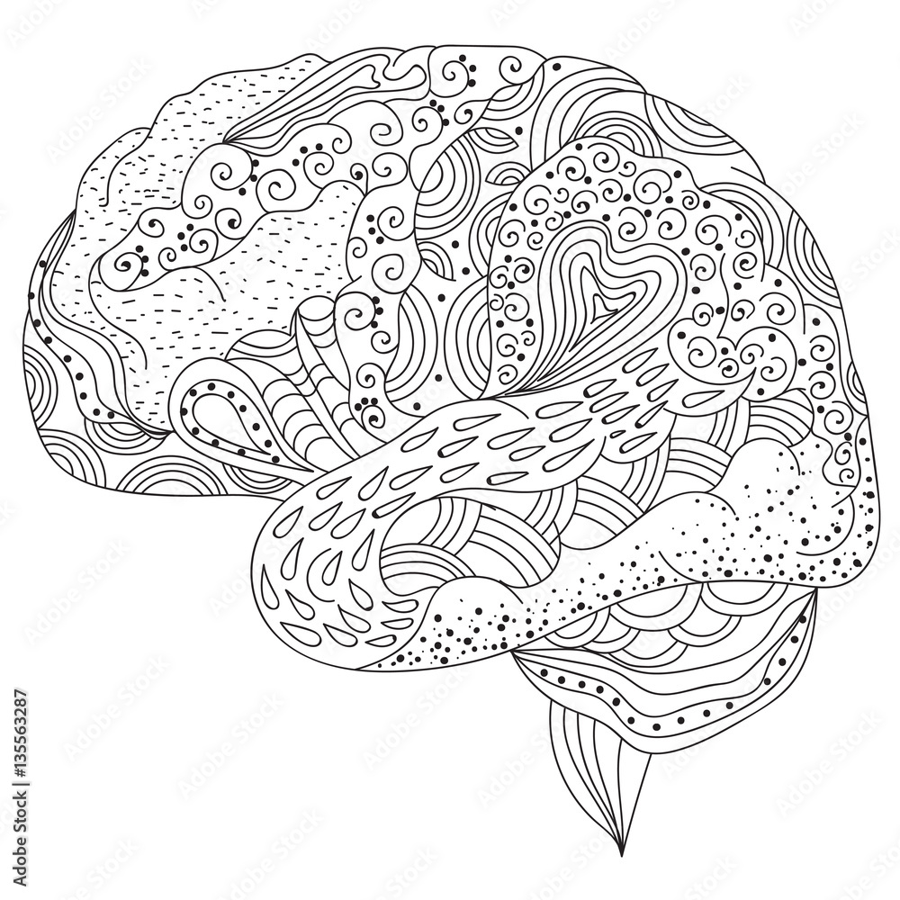 Human brain doodle decorative curves creative mind learning and design adult coloring book page vector