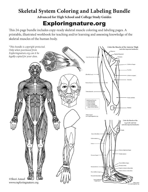 Muscular system coloring and labeling bundle