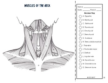 Muscular system coloring by the science connection tpt