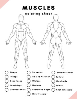 Skeletal and muscular coloring diagrams by melissa horton tpt