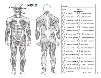 Muscular system coloring by the science connection tpt