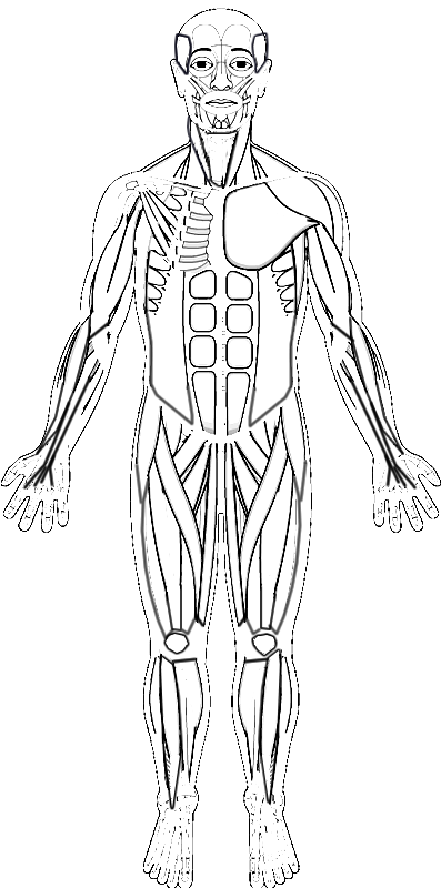 Human muscles coloring