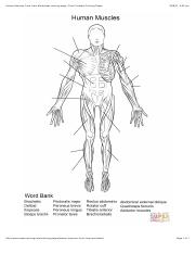 Human muscles front view worksheet coloring page free printable coloring pagespdf