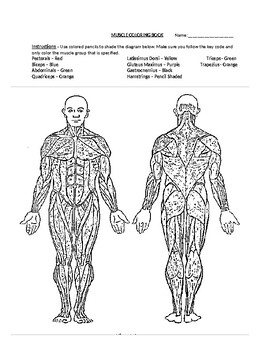 Muscle coloring book activity by health and pe with mr c tpt