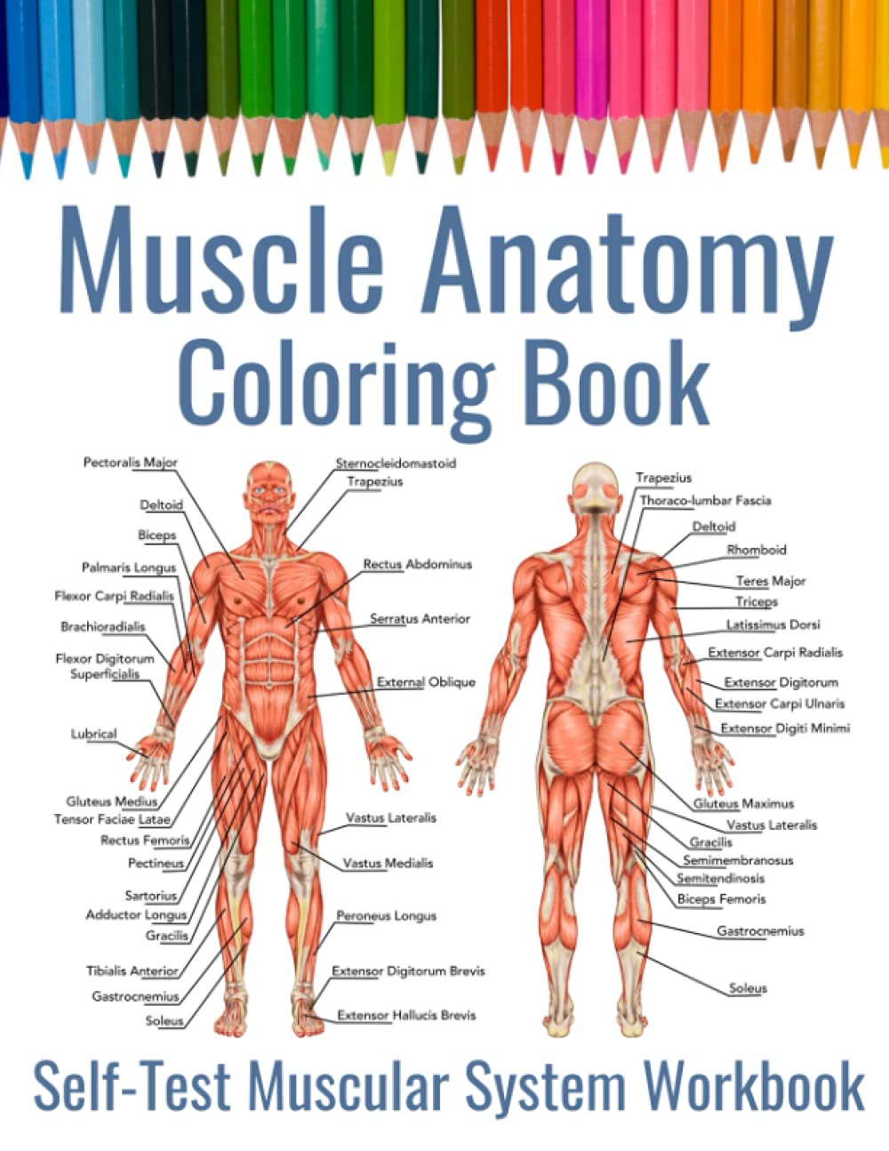 Muscle anatomy coloring book self