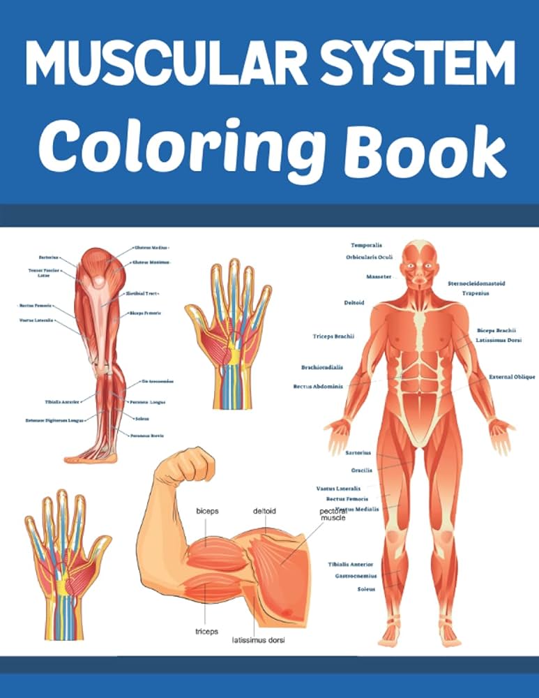 Muscular system coloring book human muscle anatomy coloring book for kids boys girls teens unique and fun way to learn human muscle anatomy a this coloring book are made very