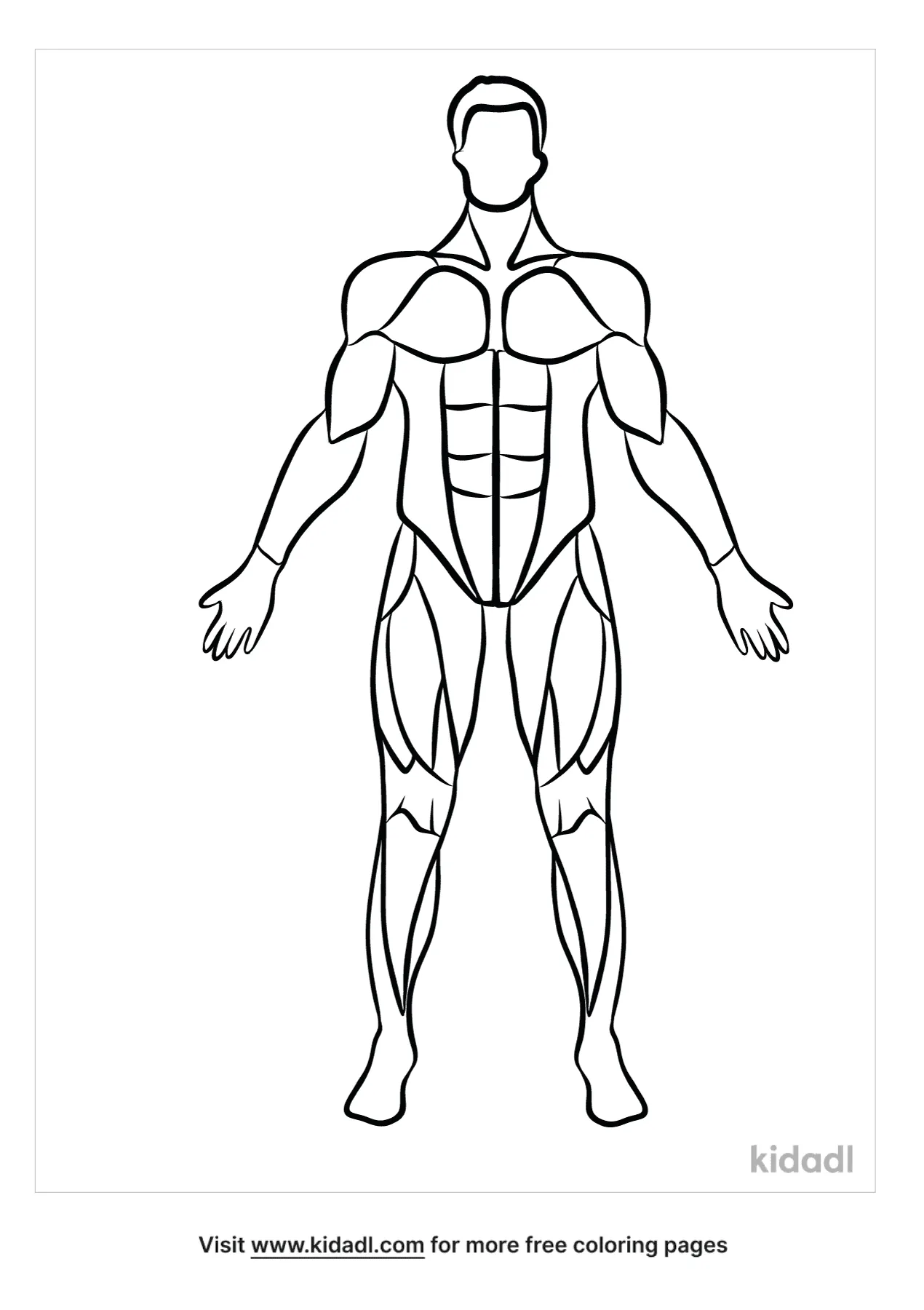 Free human muscle coloring page coloring page printables