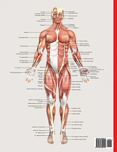 Muscular system coloring book now you can learn and master the muscular system