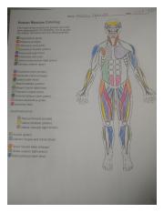 Human muscles coloring