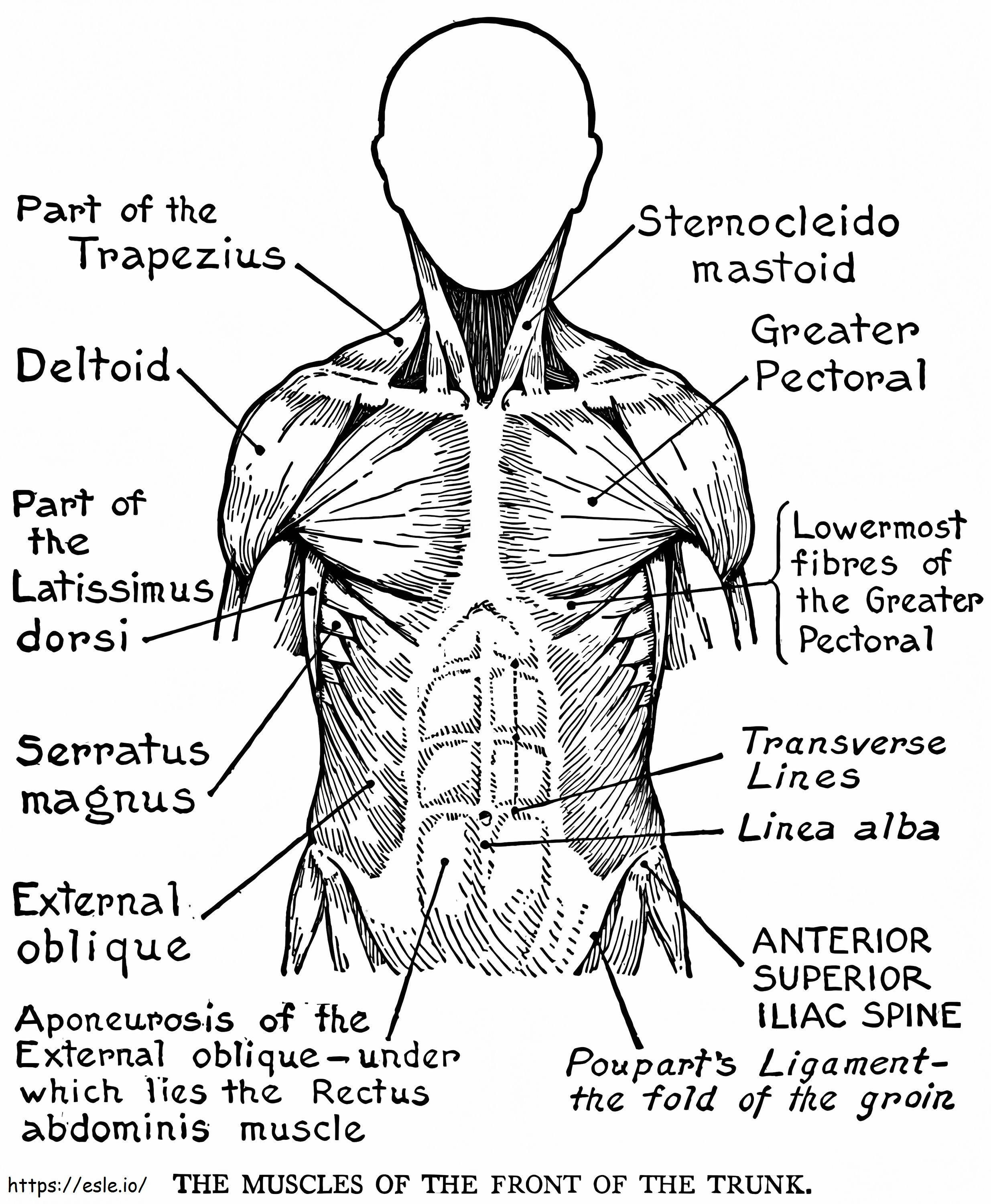 Human muscles system coloring page