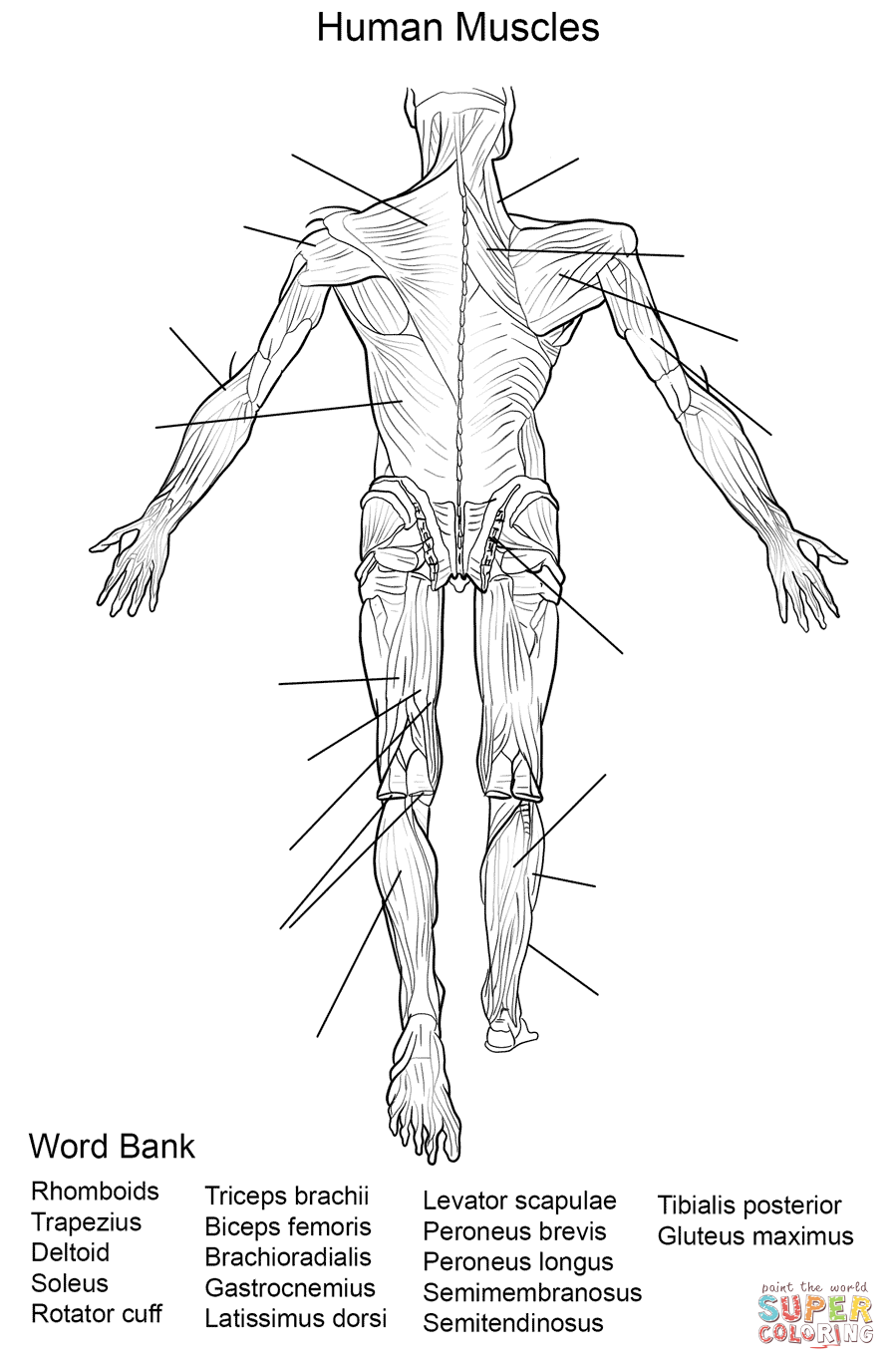 Human muscles back view worksheet coloring page free printable coloring pages