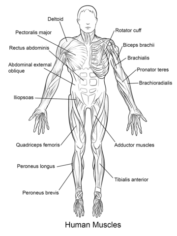 Human muscles front view coloring page free printable coloring pages anatomy coloring book human muscle anatomy anatomy and physiology