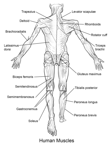 Human muscles back view coloring page free printable coloring pages