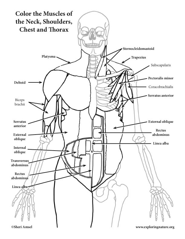 Muscles of the anterior neck chest and thorax coloring page