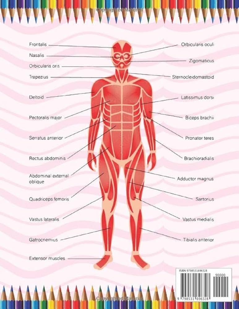 Muscular system coloring book muscular system coloring book for kids human muscular system coloring pages for toddlers teens human body anatomy book for kids boys girls teens toddlers publication sarmayniacell