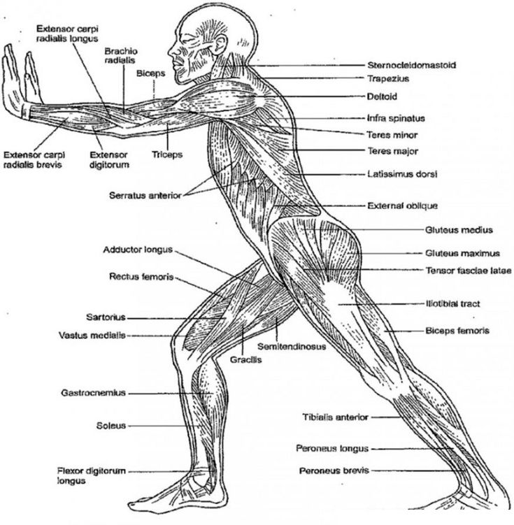 Human muscles coloring key free for young and kids k worksheets anatomy coloring book human muscle anatomy human body systems