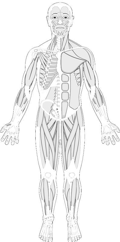 Human muscles coloring anatomy coloring book human anatomy and physiology fun anatomy