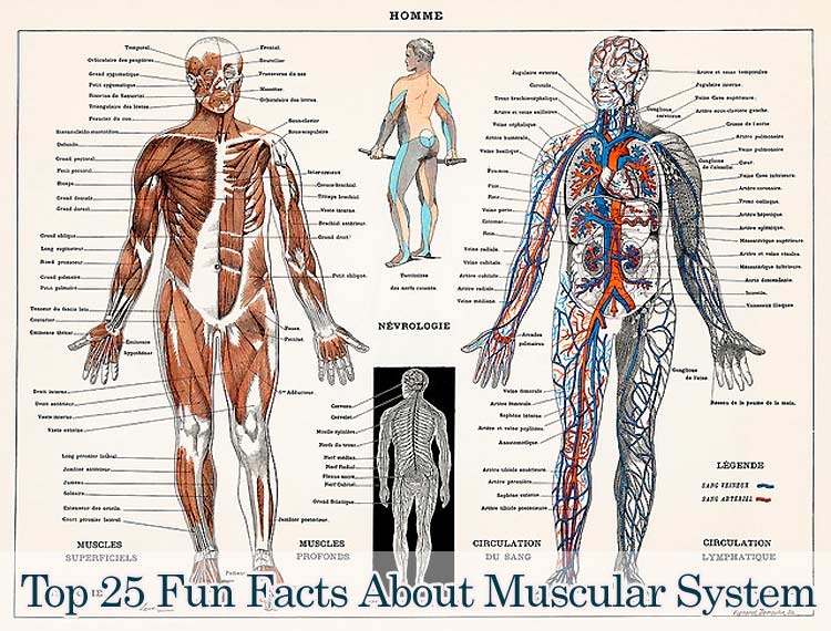 Top best muscular system facts muscles fun facts updated