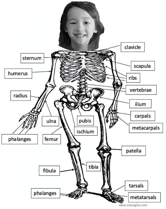 Personalized anatomy coloring sheets anatomy coloring pages skeleton coloring pages skeleton and organ anatomy human body playdough mats