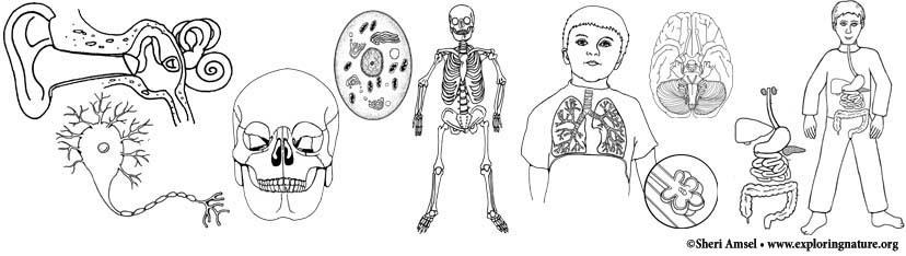 Anatomy human body coloring