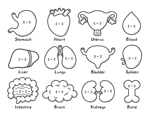 Premium vector cute healthy human organs coloring page outline