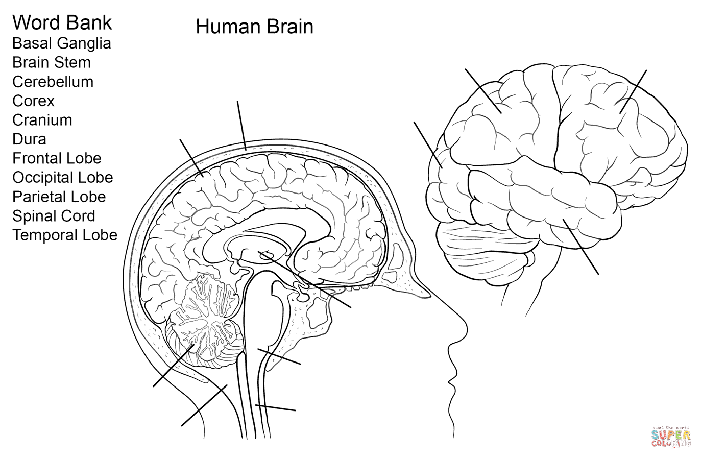 Human brain worksheet coloring page free printable coloring pages