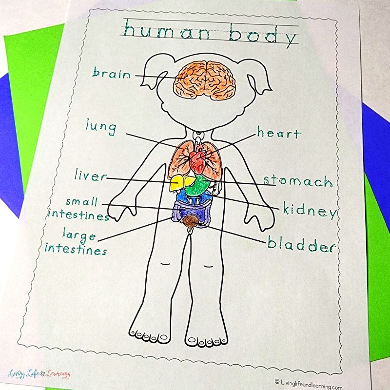 Human body coloring pages for kindergarten