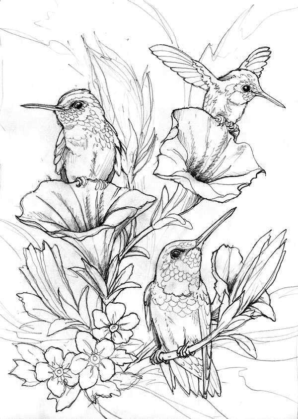 Hummingbird coloring pages â coloringrocks bird drawings bird coloring pages sketches