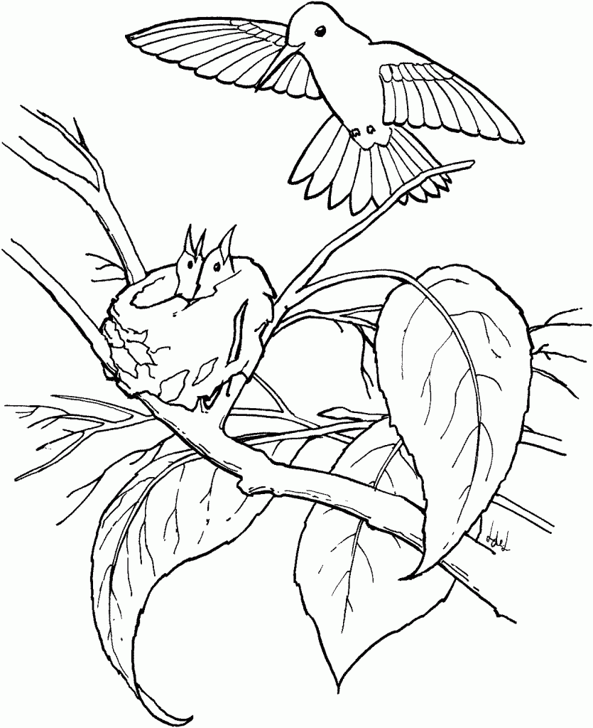 Free printable hummingbird coloring pages for kids bird coloring pages animal coloring pages coloring pages