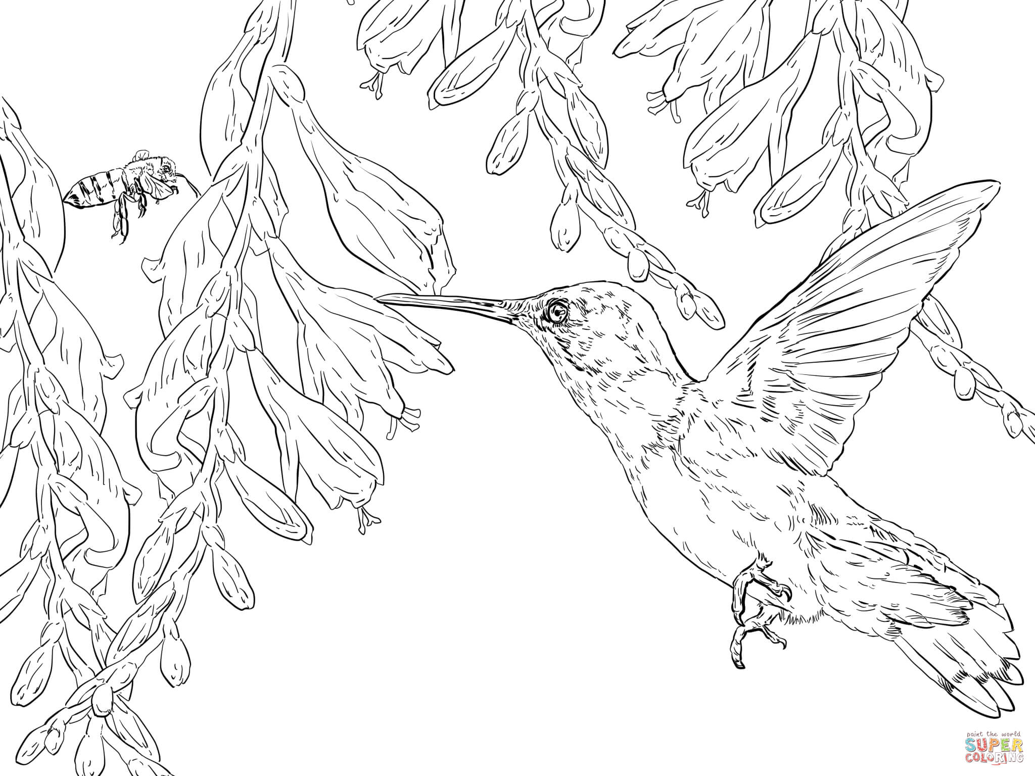 Bee hummingbird coloring page free printable coloring pages