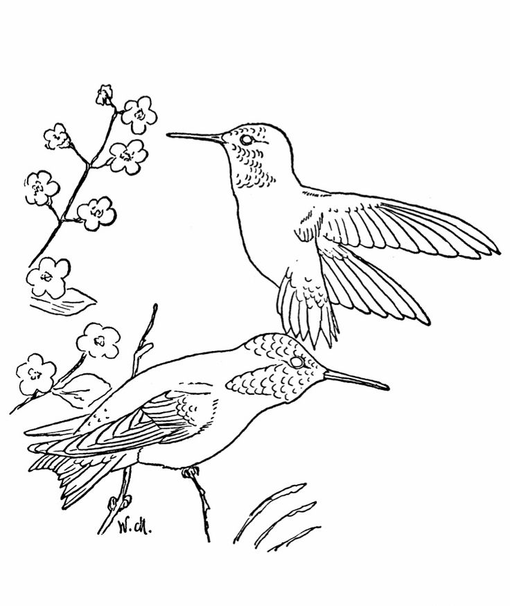 Free printable hummingbird coloring pages for kids pãginas para colorear de flores pãginas para colorear de animales pãginas para colorear